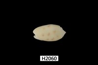 藏品(棋盤榧螺)的圖片